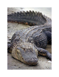 Oviedo Lake Jessup Alligator
